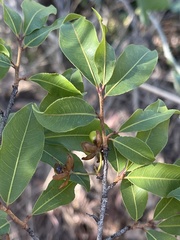Ochna maguirei