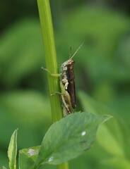 Pseudoxya diminuta