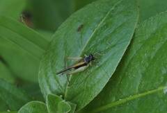 Trigonidium cicindeloides