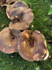 Paxillus cuprinus
