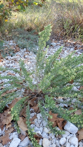 Leafy brickellbush (Brickellia dentata)