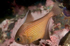 Pempheris multiradiata
