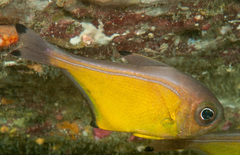 Pempheris affinis