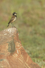 Oenanthe pileata pileata