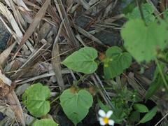 Passiflora vesicaria