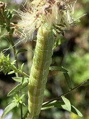 Cucullia florea