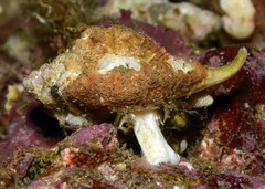 Maxwellia santarosana