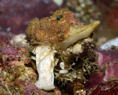 Maxwellia santarosana