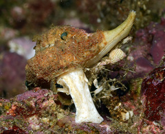 Maxwellia santarosana