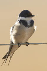 Hirundo albigularis