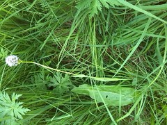 Traunsteinera globosa