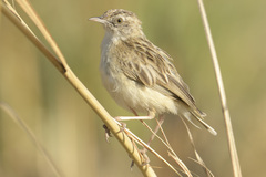 Cisticola aridulus