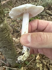 Amanita bisporigera