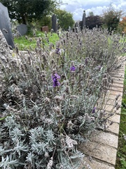 Lavandula angustifolia