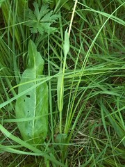 Traunsteinera globosa