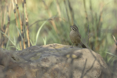 Emberiza capensis