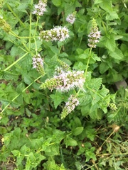 Agastache urticifolia
