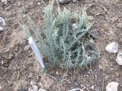 Artemisia frigida