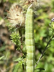 Cucullia florea