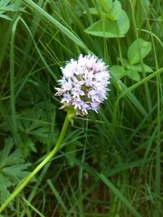 Traunsteinera globosa