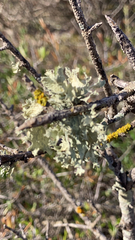 Teloschistaceae