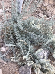 Artemisia frigida