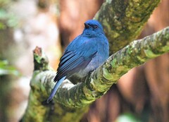 Eumyias albicaudatus