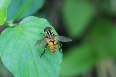 Mesembrius bengalensis