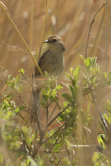 Cisticola tinniens