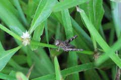 Trilophidia annulata