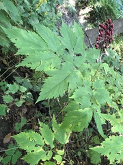 Actaea