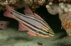 Four-Banded Soldierfish photo 3