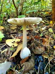Amanita vaginata