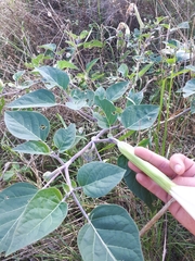 Datura innoxia
