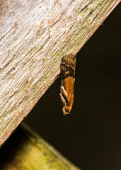 Eulogia ochrifrontella