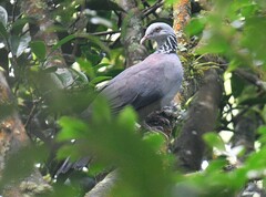 Columba elphinstonii