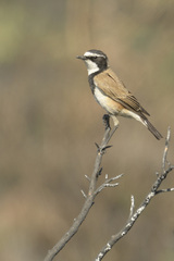 Oenanthe pileata pileata