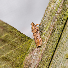 Chionodes mediofuscella