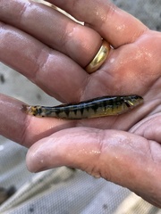 Percina nigrofasciata