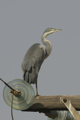 Ardea melanocephala