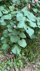 Menispermum canadense