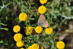 Satyrium esculi
