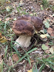 Boletus edulis
