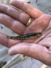 Percina nigrofasciata