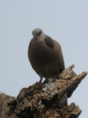 Streptopelia chinensis