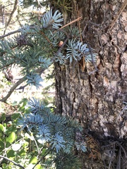 Picea pungens
