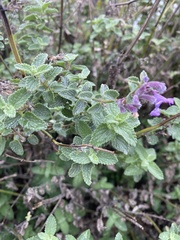 Nepeta racemosa