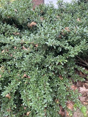 Ilex crenata