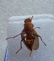 Ormia