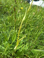 Traunsteinera globosa